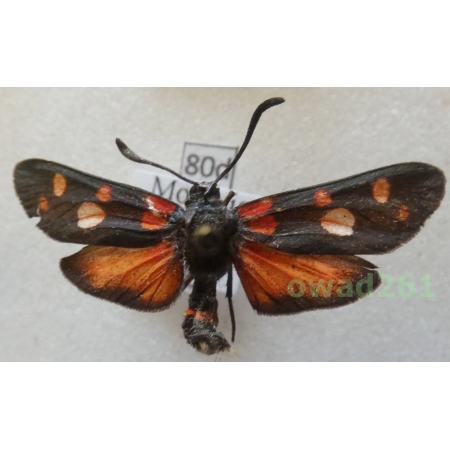 Zygaena ephialtes athamanthae (Esper, 1789) Morocco80d